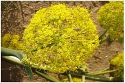 Haloxylon scoparium