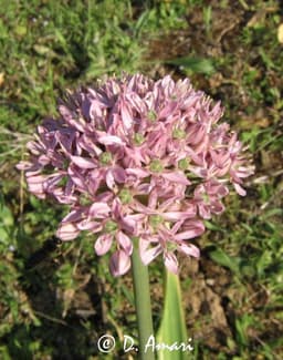 Tamarix gallica