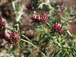 Astragalus gombo
