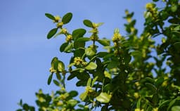 Euphorbia helioscopia