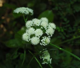 Thymus algeriensis