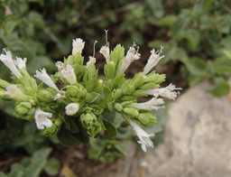 Ferula communis