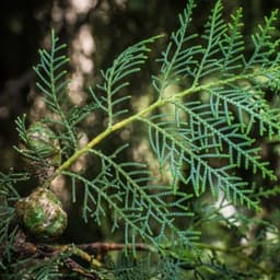 Acacia tortilis